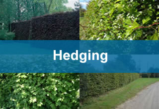 hedging